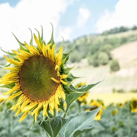 Villa In Umbertide With Pool And Garden Galera
