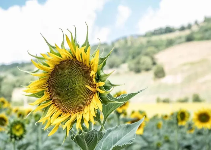 Villa In Umbertide With Pool And Garden Galera